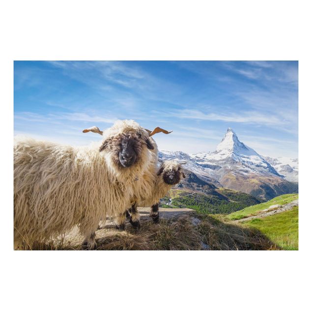 Quadri montagna Pecore dal naso nero di Zermatt