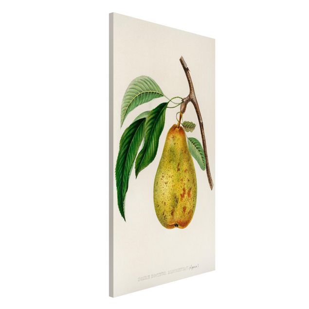 Quadri frutta Illustrazione botanica vintage Pera gialla