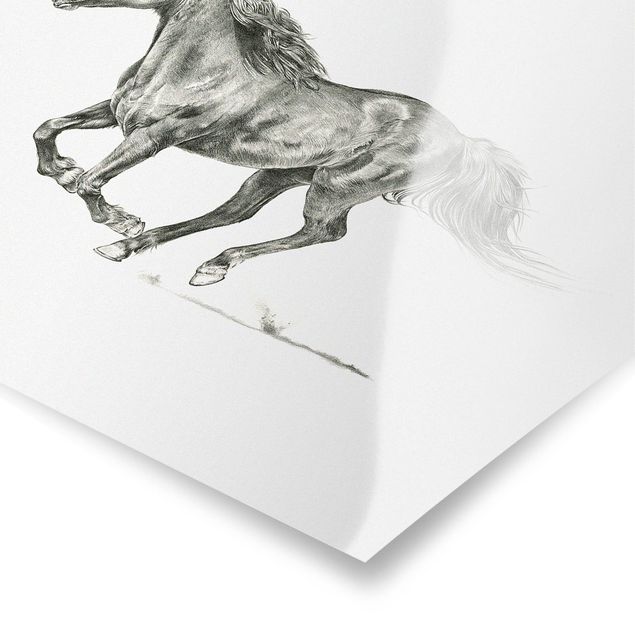 Poster bianco e nero Prova di cavallo selvaggio - cavalla