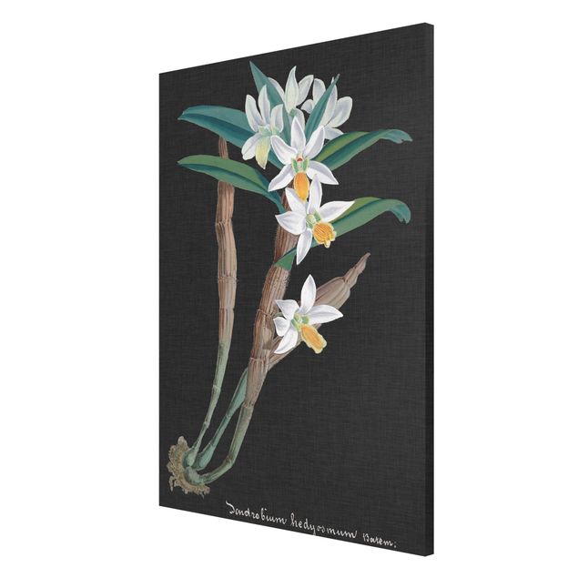 Quadri di fiori Orchidea bianca su lino I