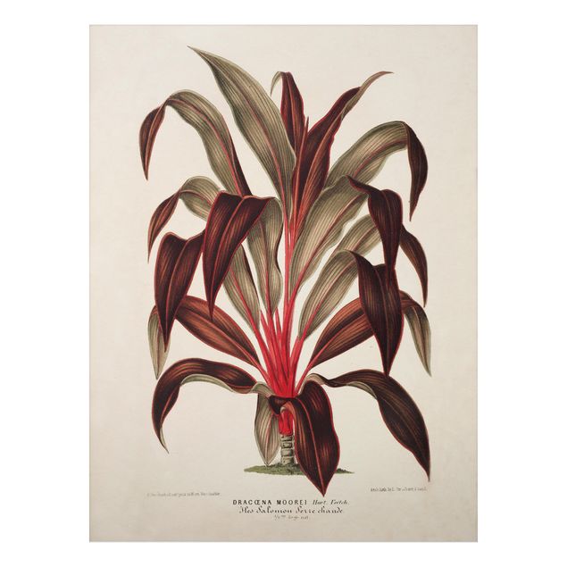 Quadri fiori Illustrazione botanica vintage di albero del drago