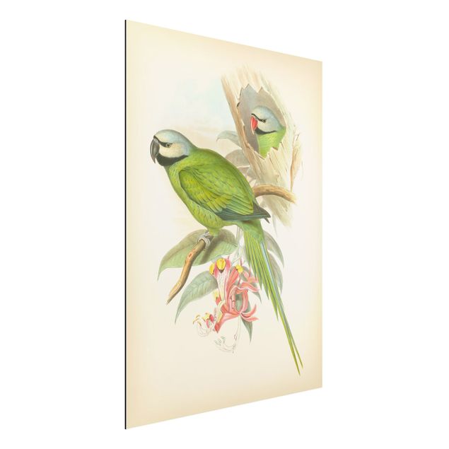 Quadri fiori Illustrazione vintage Uccelli tropicali II