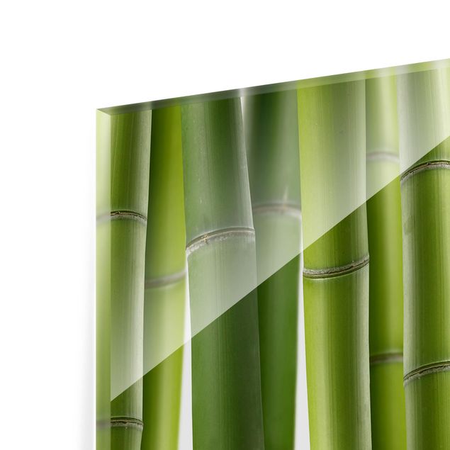 Paraschizzi in vetro - Bamboo Plants