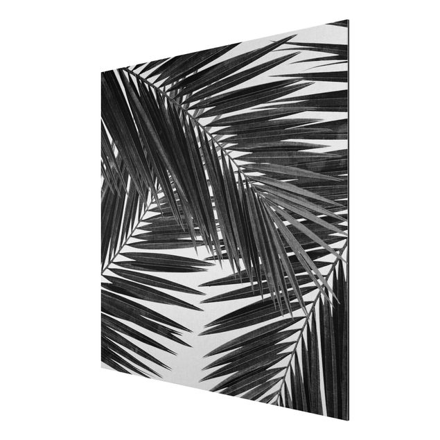 Quadri con fiori Vista sulle foglie di palma in bianco e nero