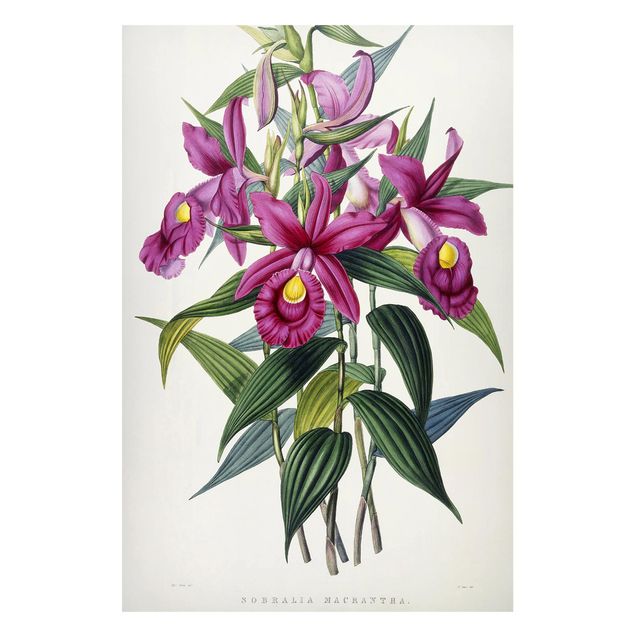 Stile di pittura Maxim Gauci - Orchidea I