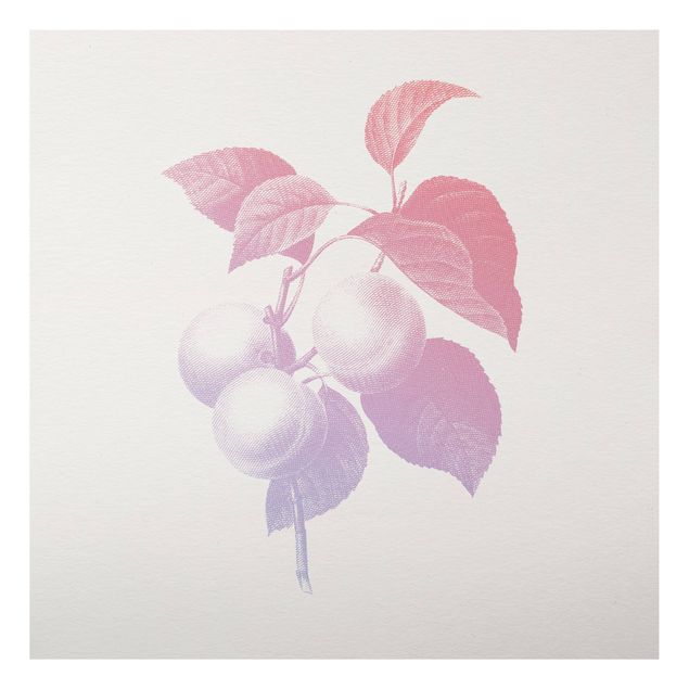 Quadro vintage Botanica moderna vintage - Pesca Rosa chiaro Viola
