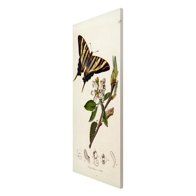 Stile di pittura John Curtis - Una scarsa farfalla a coda di rondine