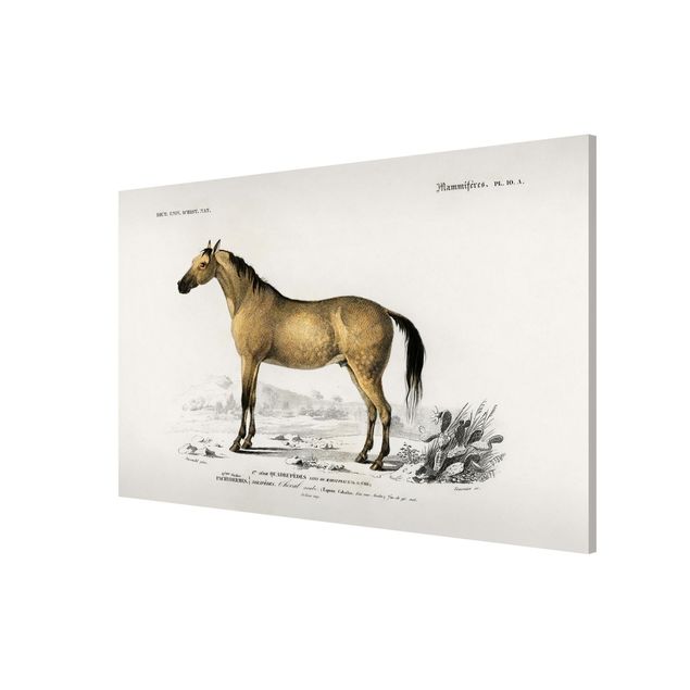 Quadri con animali Bacheca Vintage Cavallo