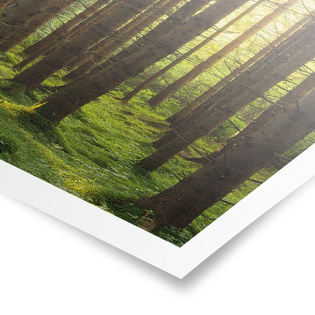 Poster paesaggi naturali Raggi di sole nella foresta verde