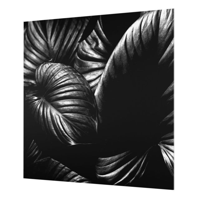 Paraschizzi cucina Hosta botanica in bianco e nero