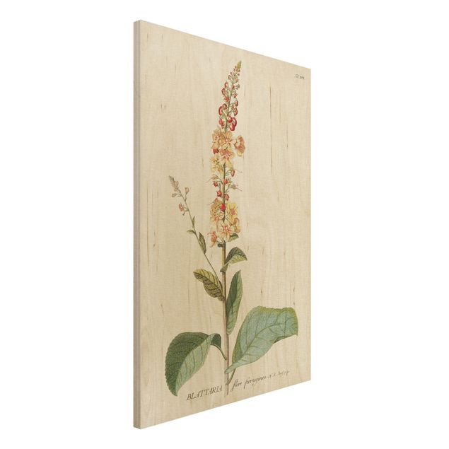 Quadri in legno vintage Illustrazione botanica vintage Mullein