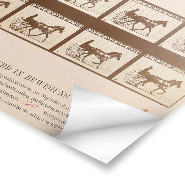 Stampe Eadweard Muybridge - Il cavallo in movimento