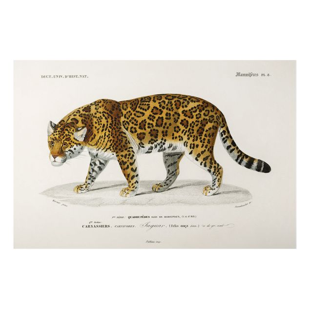 Quadri con tigre Bacheca Vintage Giaguaro