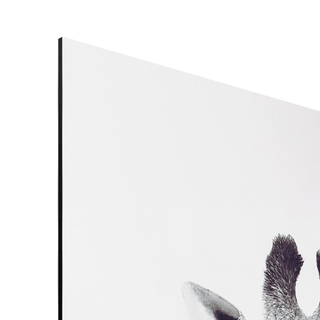 Quadri Monika Strigel Ritratto di giraffa in bianco e nero
