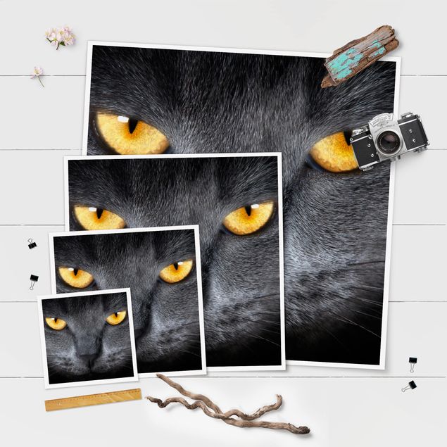 Poster Sguardo di gatto