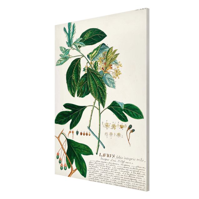 Quadro vintage Illustrazione botanica vintage Alloro