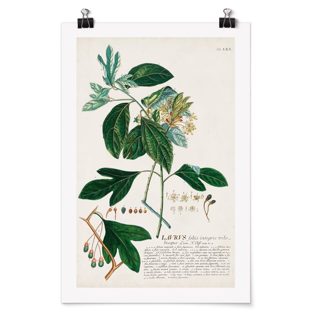 Quadro verde Illustrazione botanica vintage Alloro