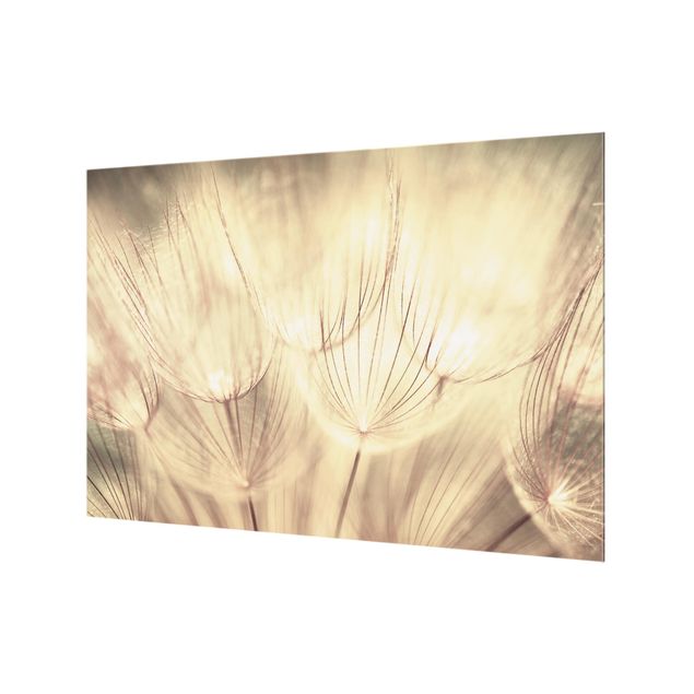Paraschizzi in vetro - Dandelions Close-Up In Homely Sepia Tones