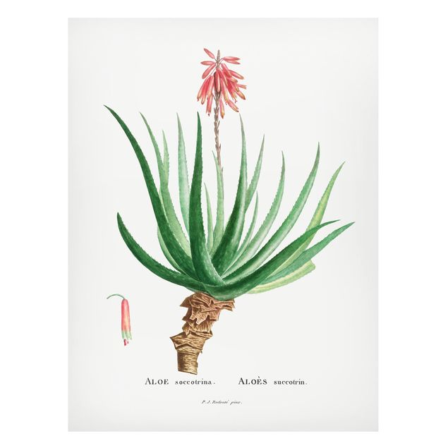 Quadri di fiori Illustrazione botanica vintage Aloe rosa in fiore