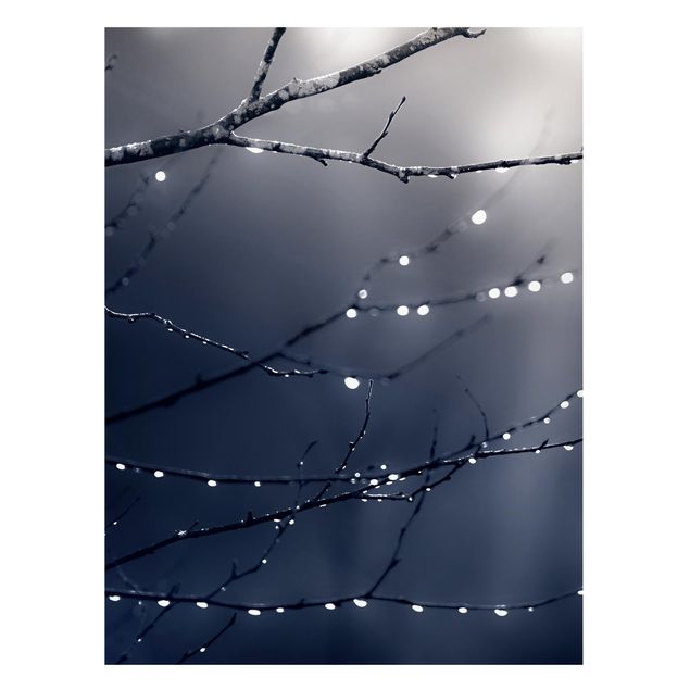 Quadro alberi Gocce di luce su un ramo di betulla