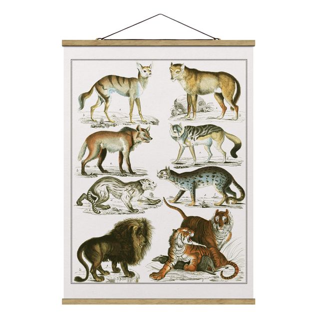 Quadri animali Bacheca Vintage Leone, tigre e sciacallo