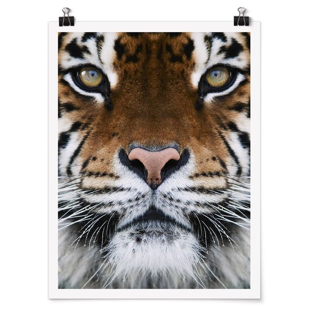 Poster animali Occhi di tigre