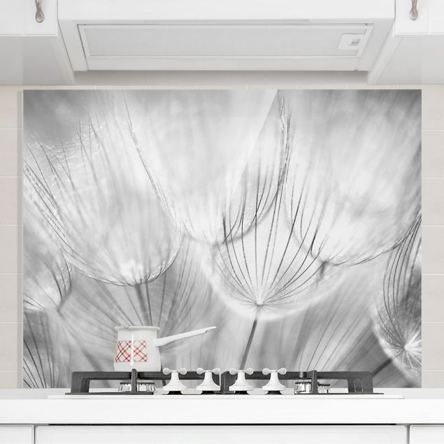 Paraschizzi con fiori Soffione ripreso in macro in bianco e nero