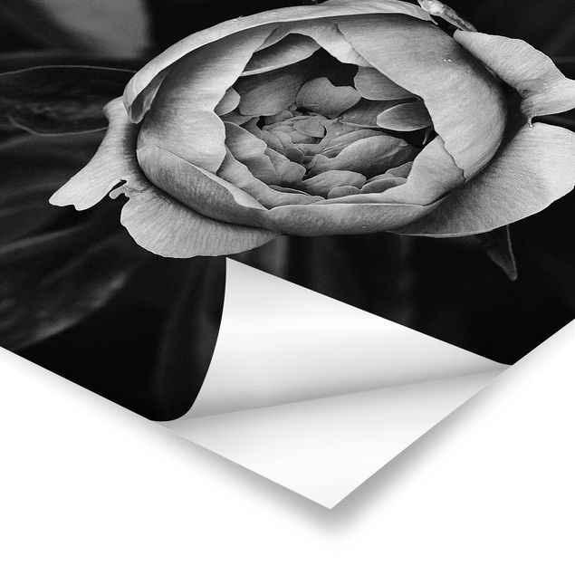 Poster - Peony fiore bianco frontale nero Foglie - Quadrato 1:1
