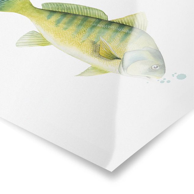 Poster Colore Cattura - Pesce persico