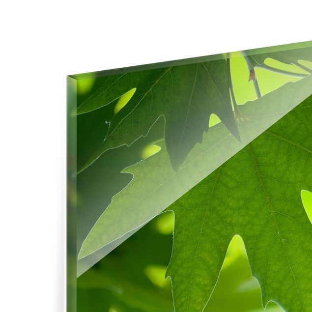 Paraschizzi in vetro - Green Ambiance III