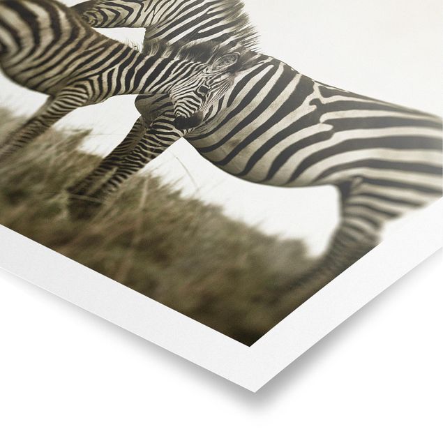 Quadri in bianco e nero Coppia di zebre