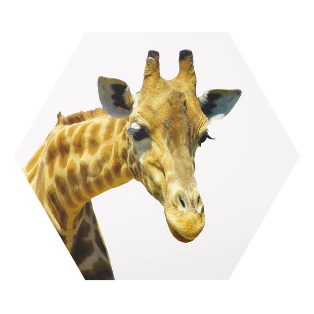 Stampa forex N.21 Giraffa indiscreta