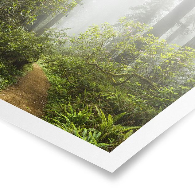 Poster natura paesaggi Sentiero della foresta nebbiosa