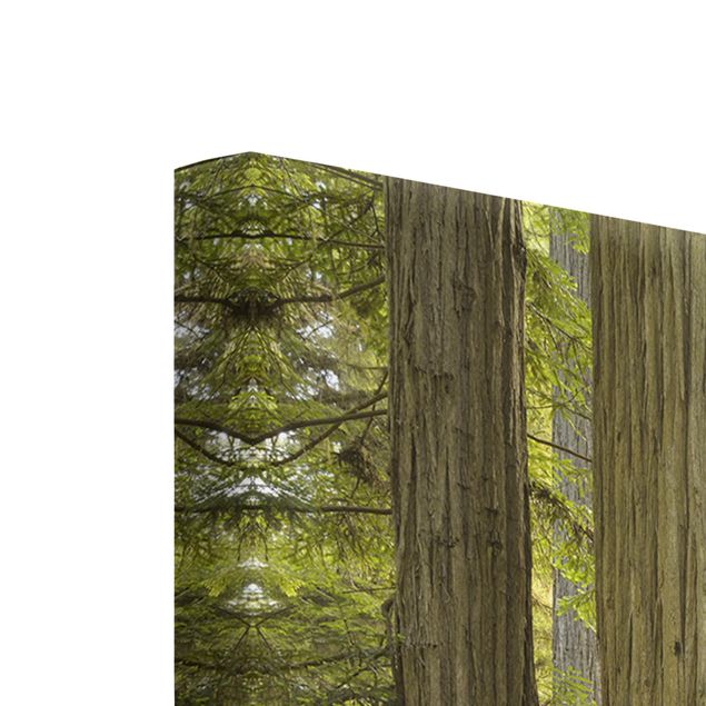 Tele con paesaggi Vista sulla foresta del parco statale di Redwood
