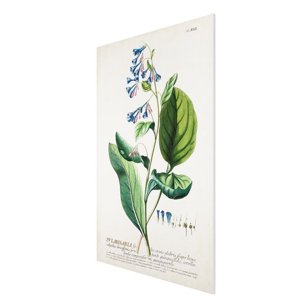 Quadro floreale Illustrazione botanica vintage Pulmonaria