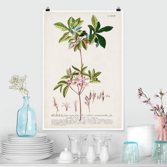 Poster retro style Illustrazione botanica vintage Azalea