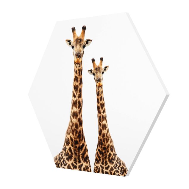 Stampe forex Portamento di due giraffe