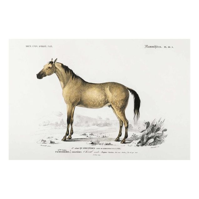 Quadri gialli Bacheca Vintage Cavallo