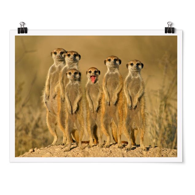 Quadro animali Famiglia di suricati