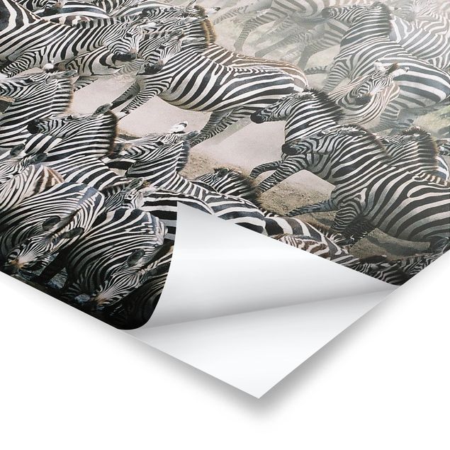 Stampe Branco di zebre
