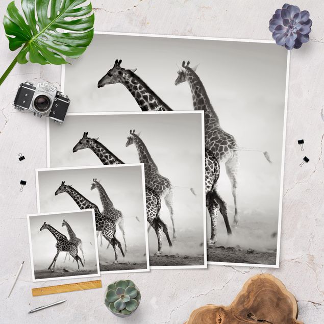 Poster da parete  Giraffe a caccia