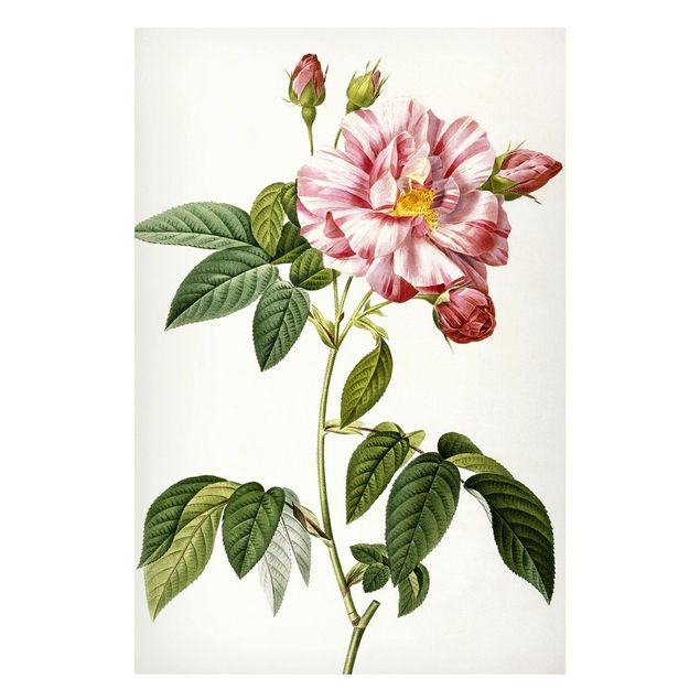 Riproduzioni Pierre Joseph Redoute - Rosa gallica rosa