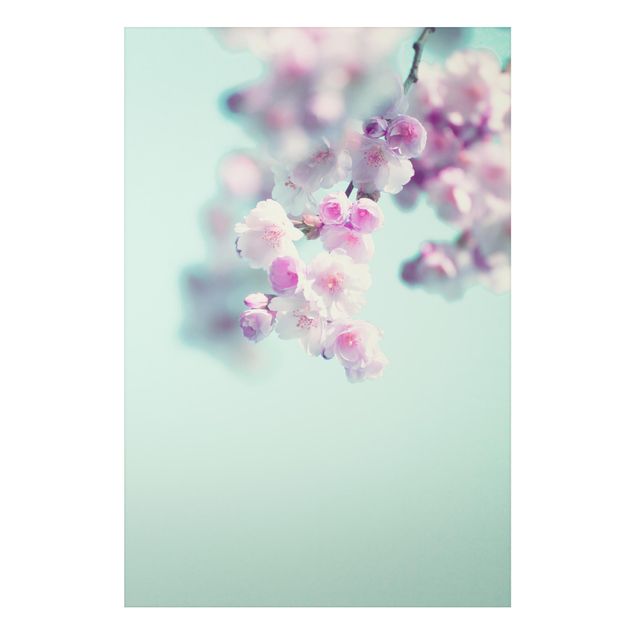 Quadri fiori Fiori di ciliegio colorati