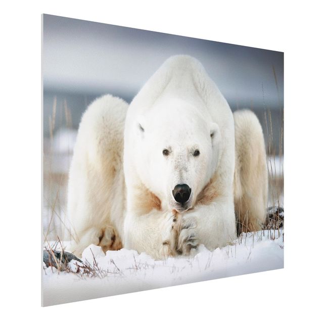 Quadro orso Orso polare contemplativo
