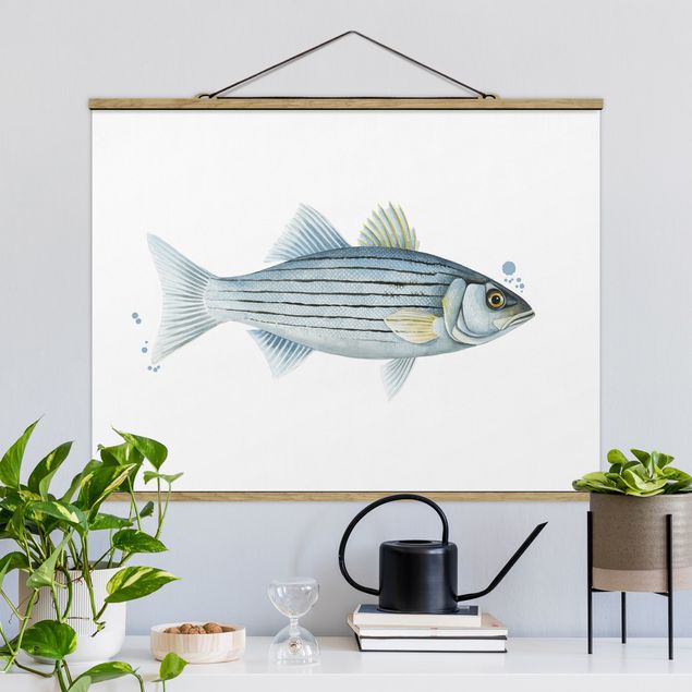 Quadri con pesci Pesca a colori - Persico bianco