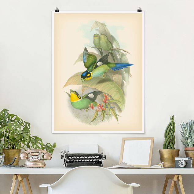 Poster retro Illustrazione vintage Uccelli tropicali