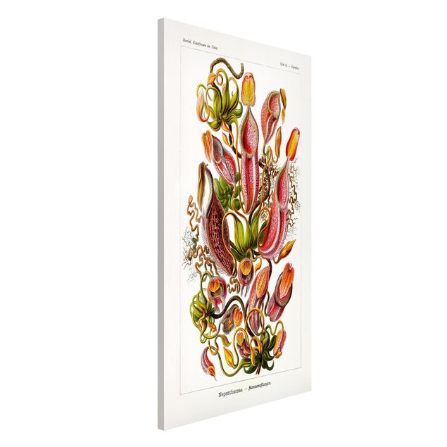 Lavagne magnetiche con fiori Bacheca vintage illustrazione piante rosso verde