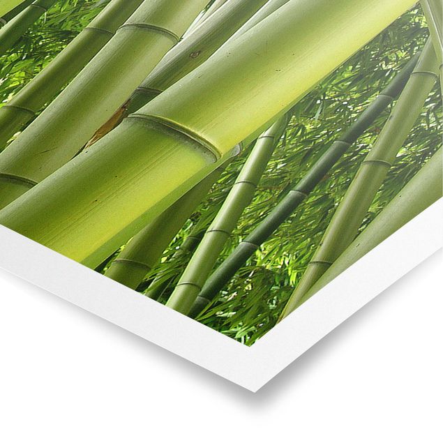Quadro natura Alberi di bambù