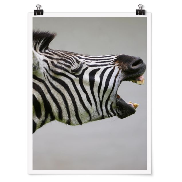 Quadro animali Zebra ruggente