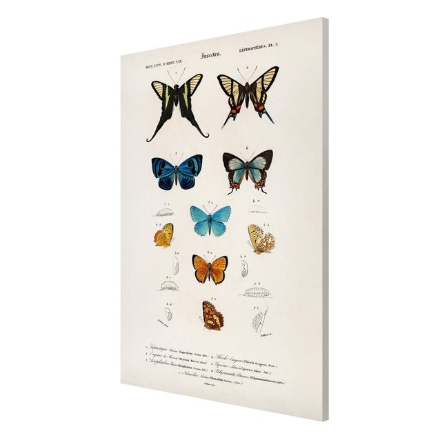 Quadri con animali Bacheca Vintage Farfalle I